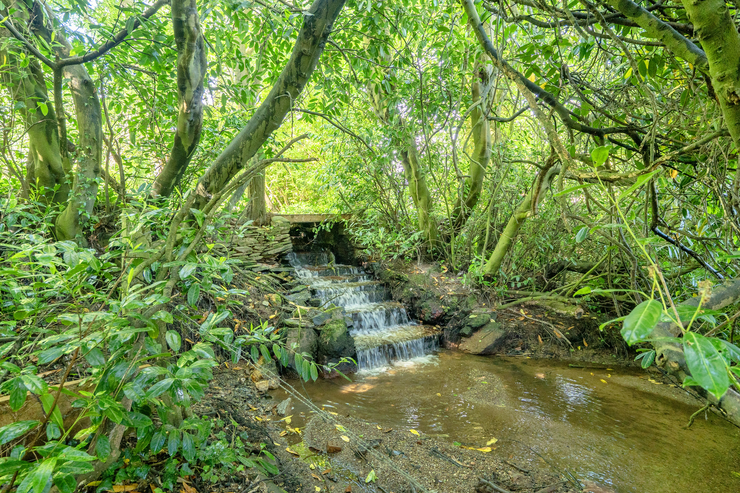 Walford Cross, Taunton